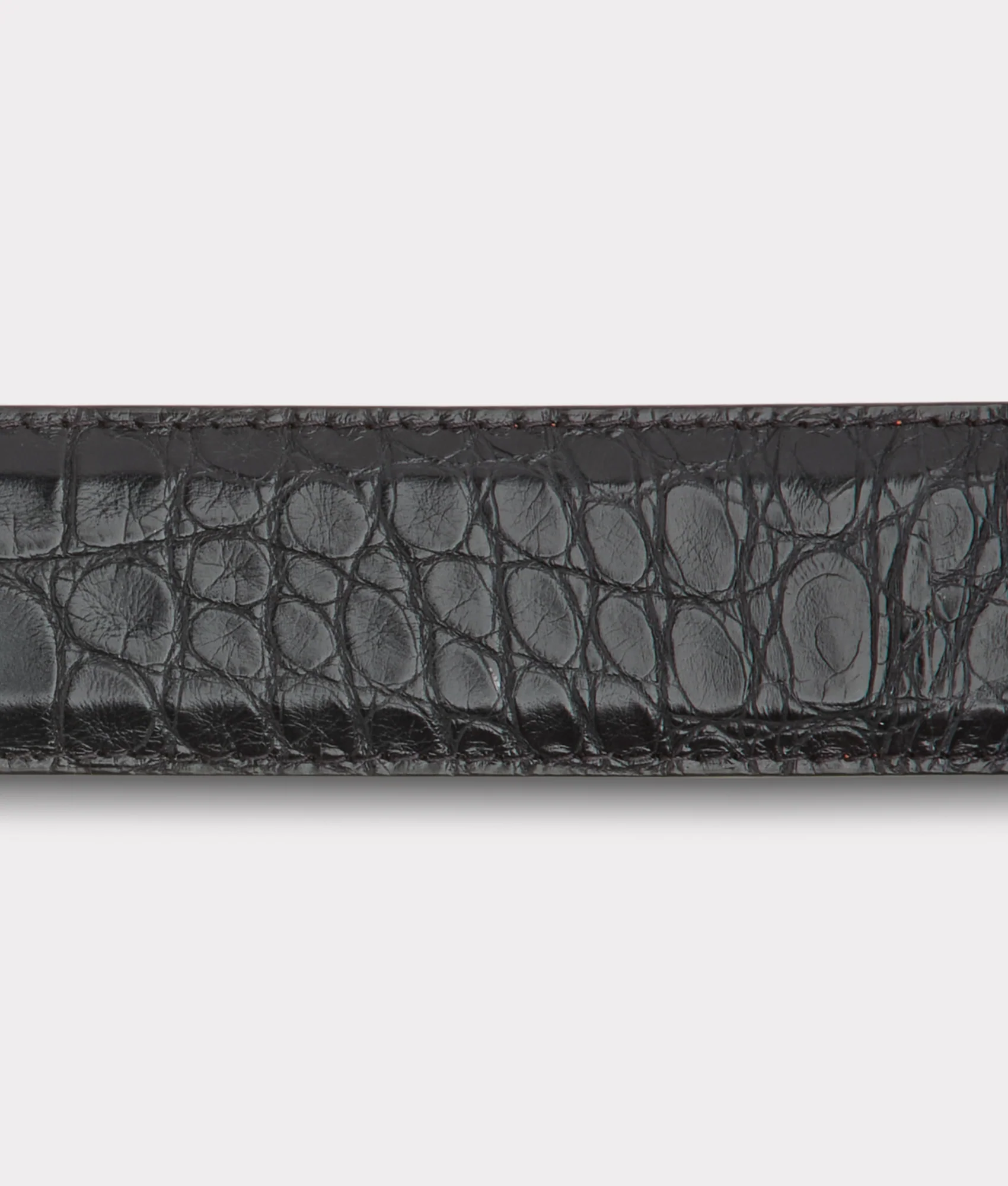 American Alligator :: Black