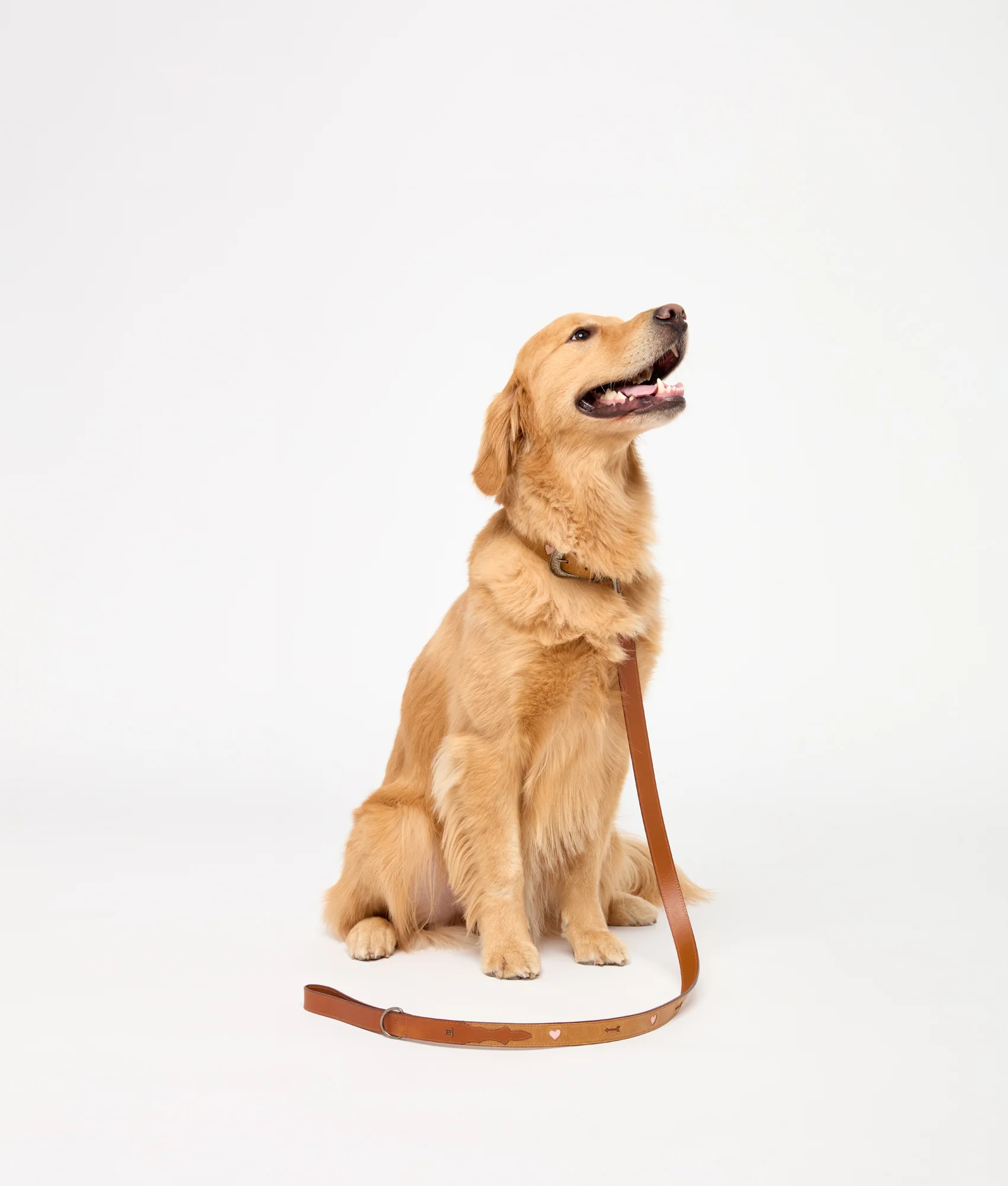 Dog Leash :: Tan