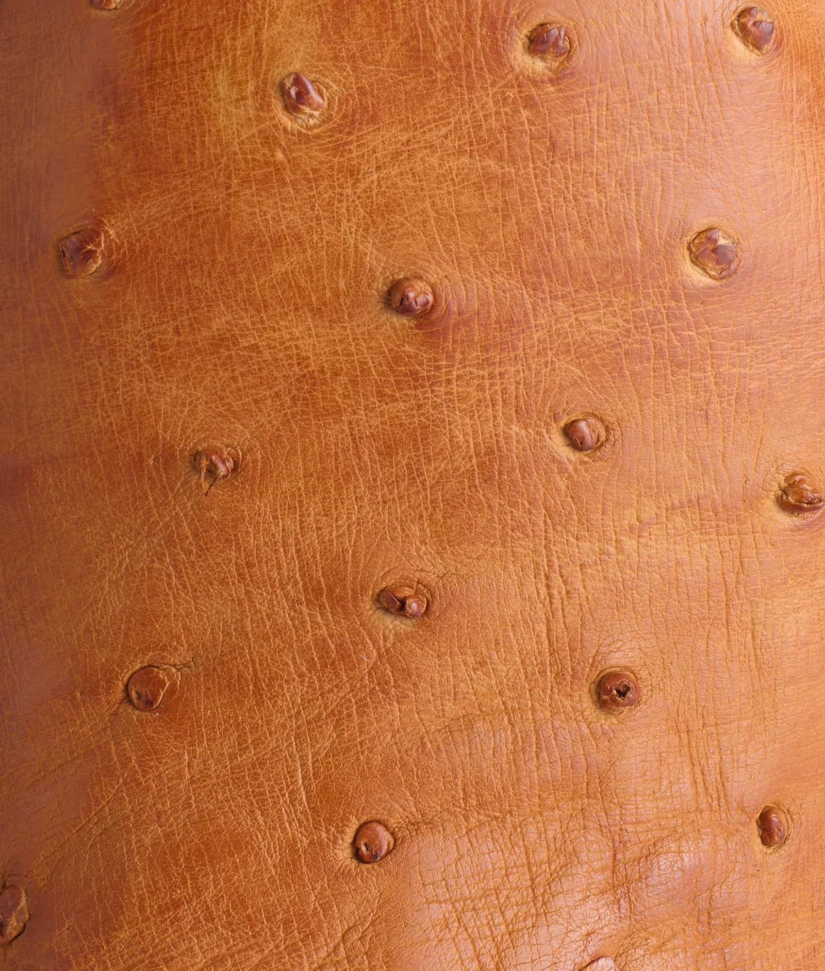 1205-rowdy-ostrich-cognac-brown-8.webp Rowdy Ostrich :: Cognac + Brown