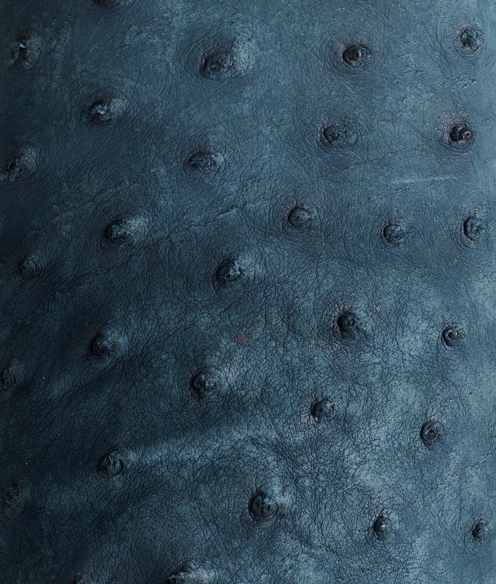 Rowdy Ostrich :: Navy