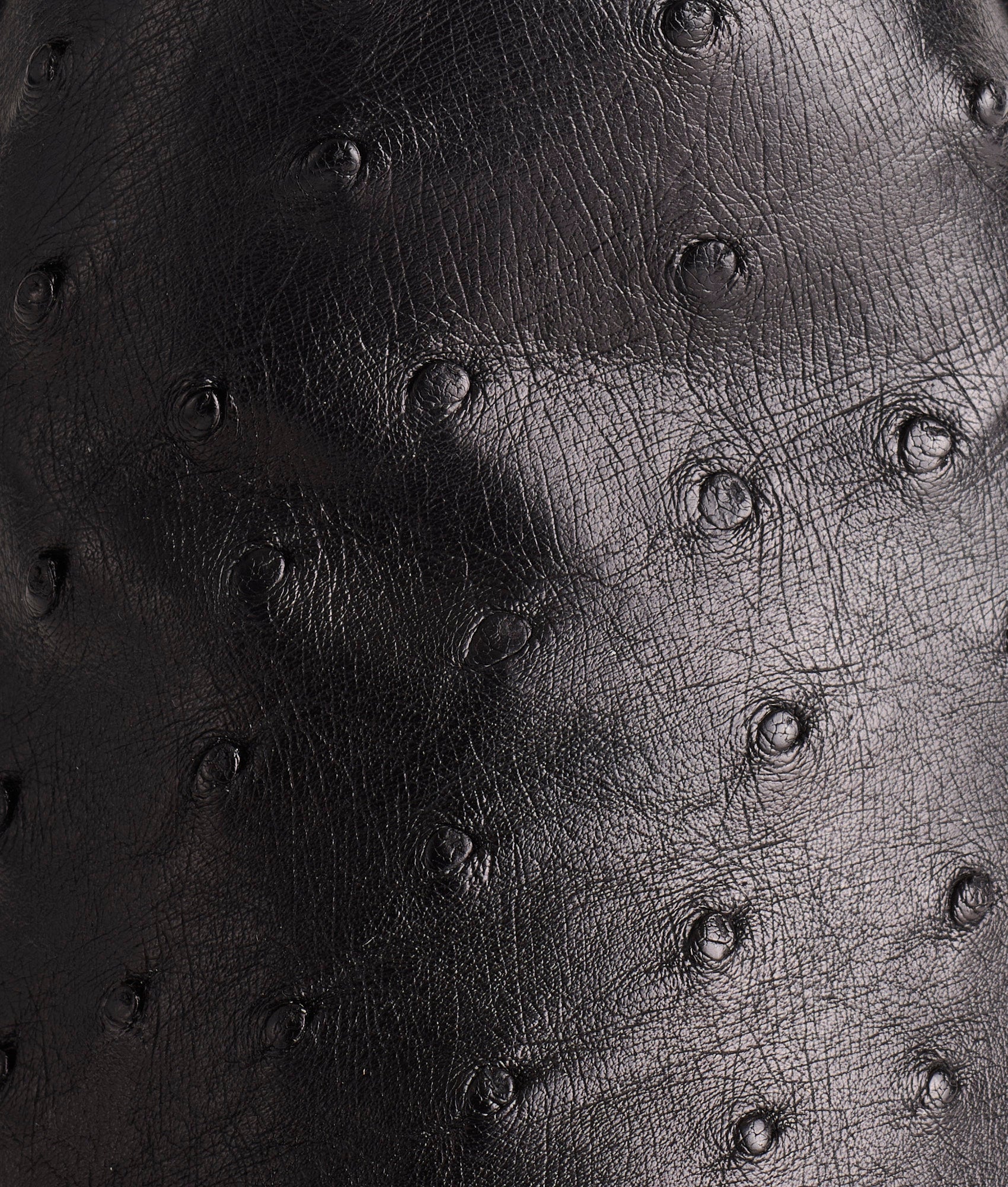 Augustus :: Black