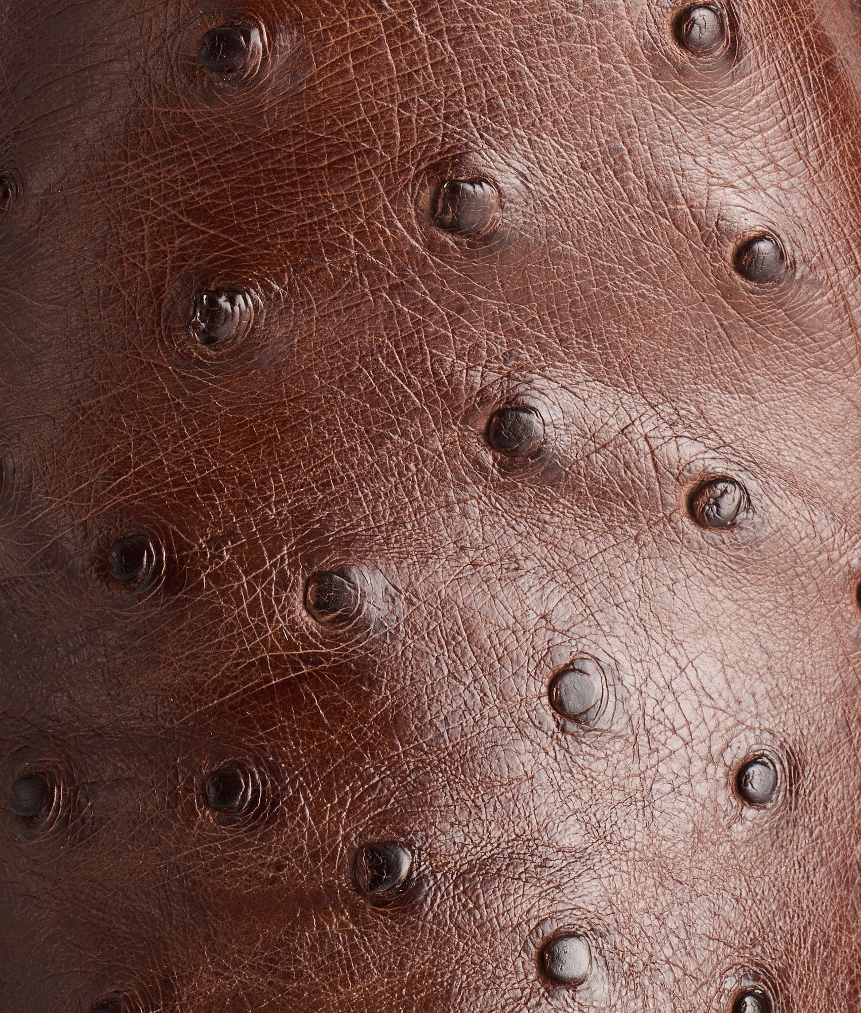 Augustus :: Sienna + Dark Brown