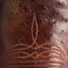 Cecil Exotic :: Sienna/Brown