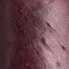Sunset Exotic :: Black Cherry