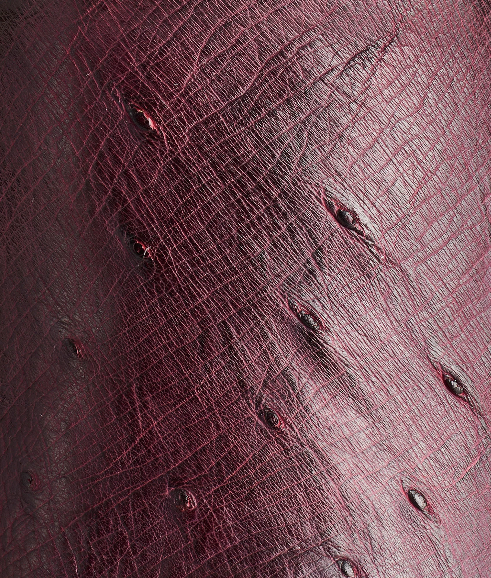 Sunset Exotic :: Black Cherry