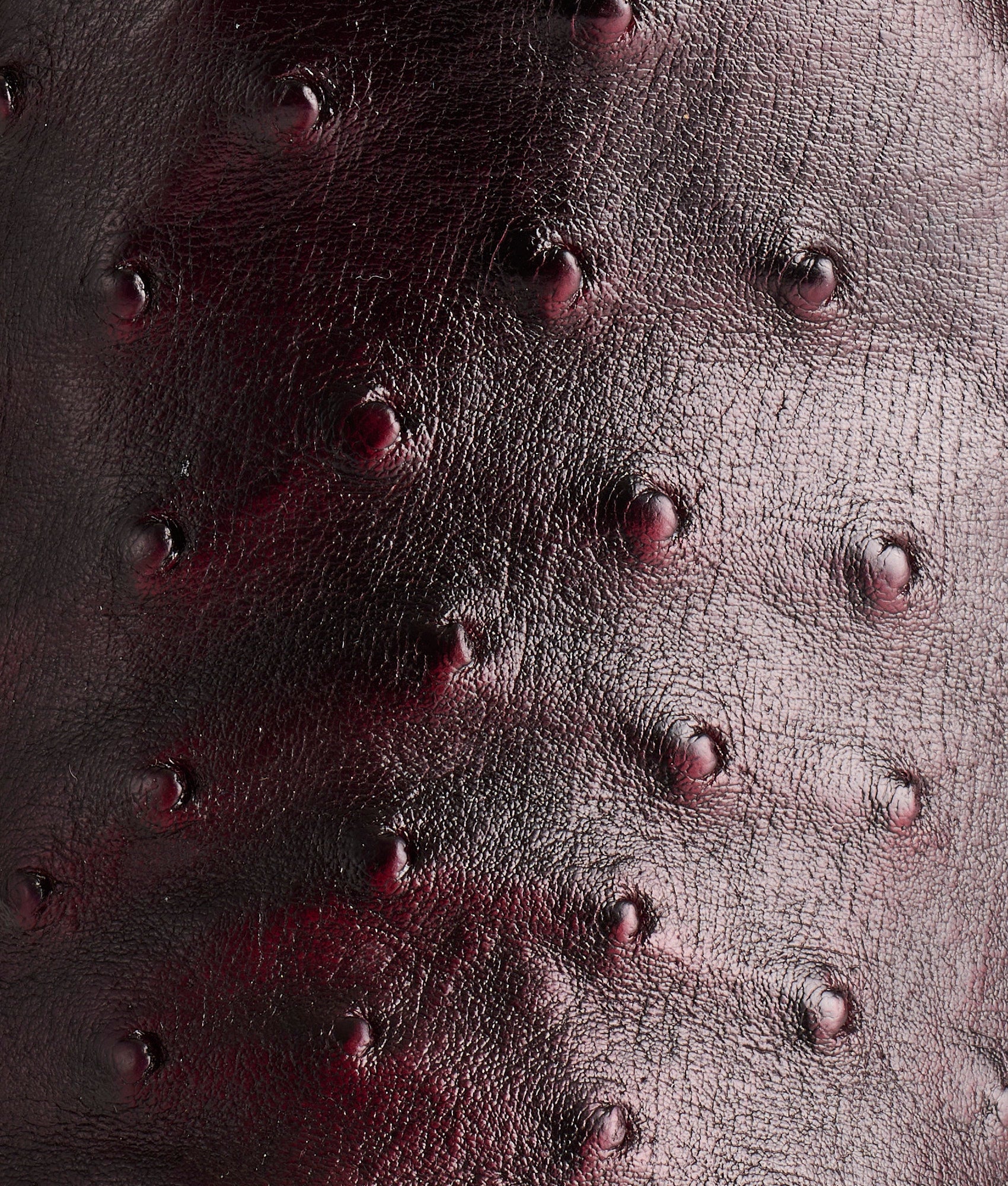 Augustus :: Black Cherry