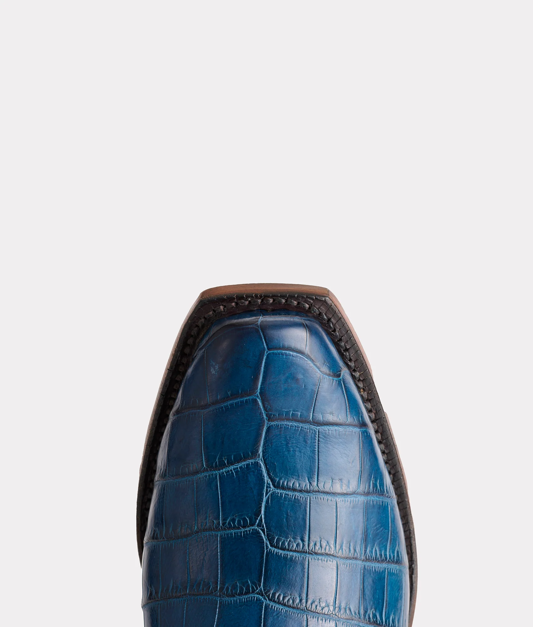Tulip Exotic :: Navy