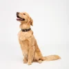 Exotic Dog Collar :: Black Cherry