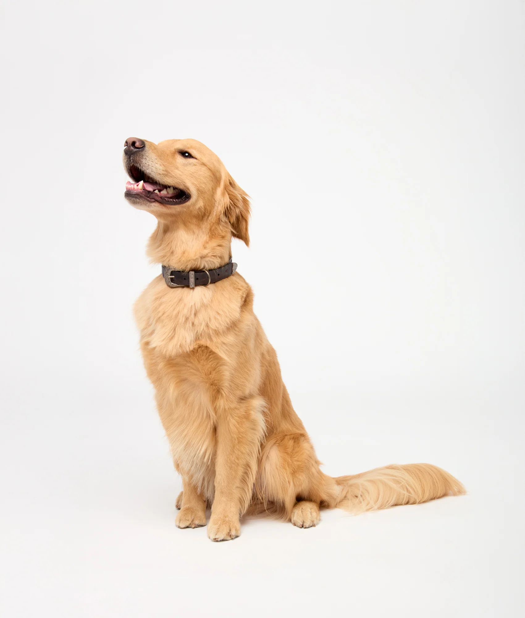 Exotic Dog Collar :: Black Cherry