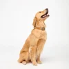 Dog Collar :: Tan