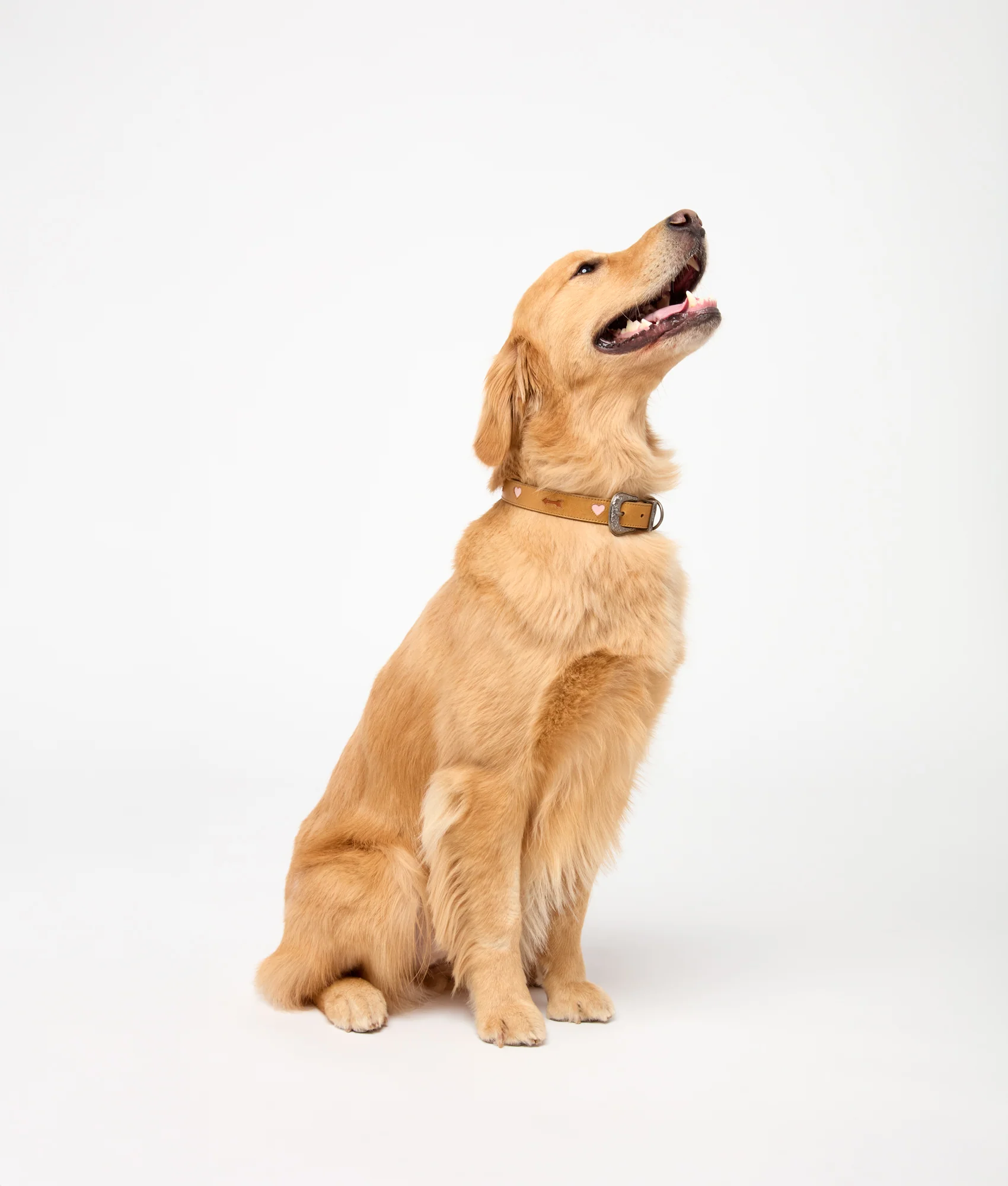 Dog Collar :: Tan