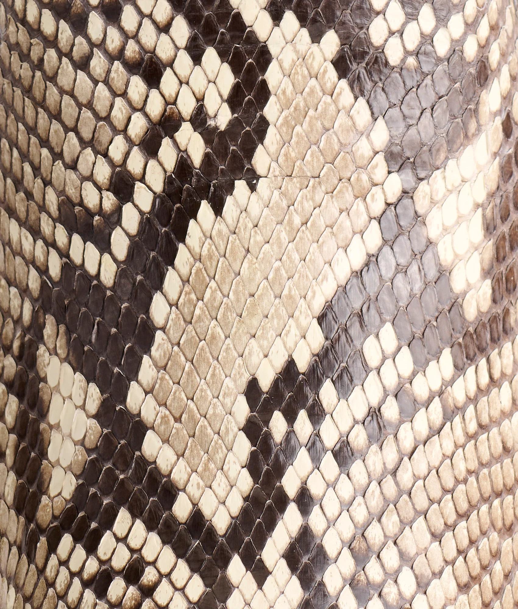 Dale Exotic :: Black/White + Black