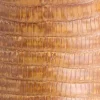 Dale Exotic :: Tan + Cream