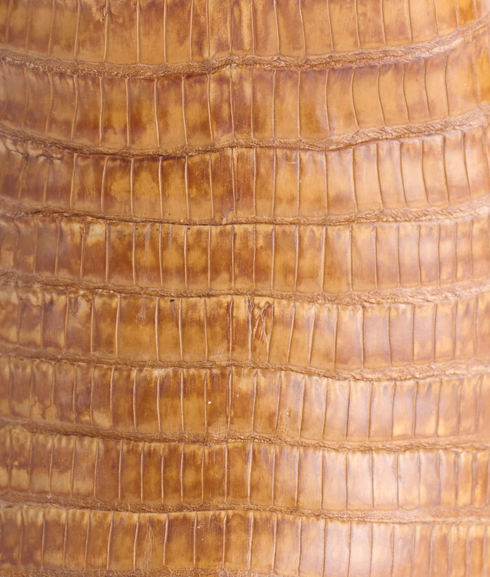 Dale Exotic :: Tan + Cream