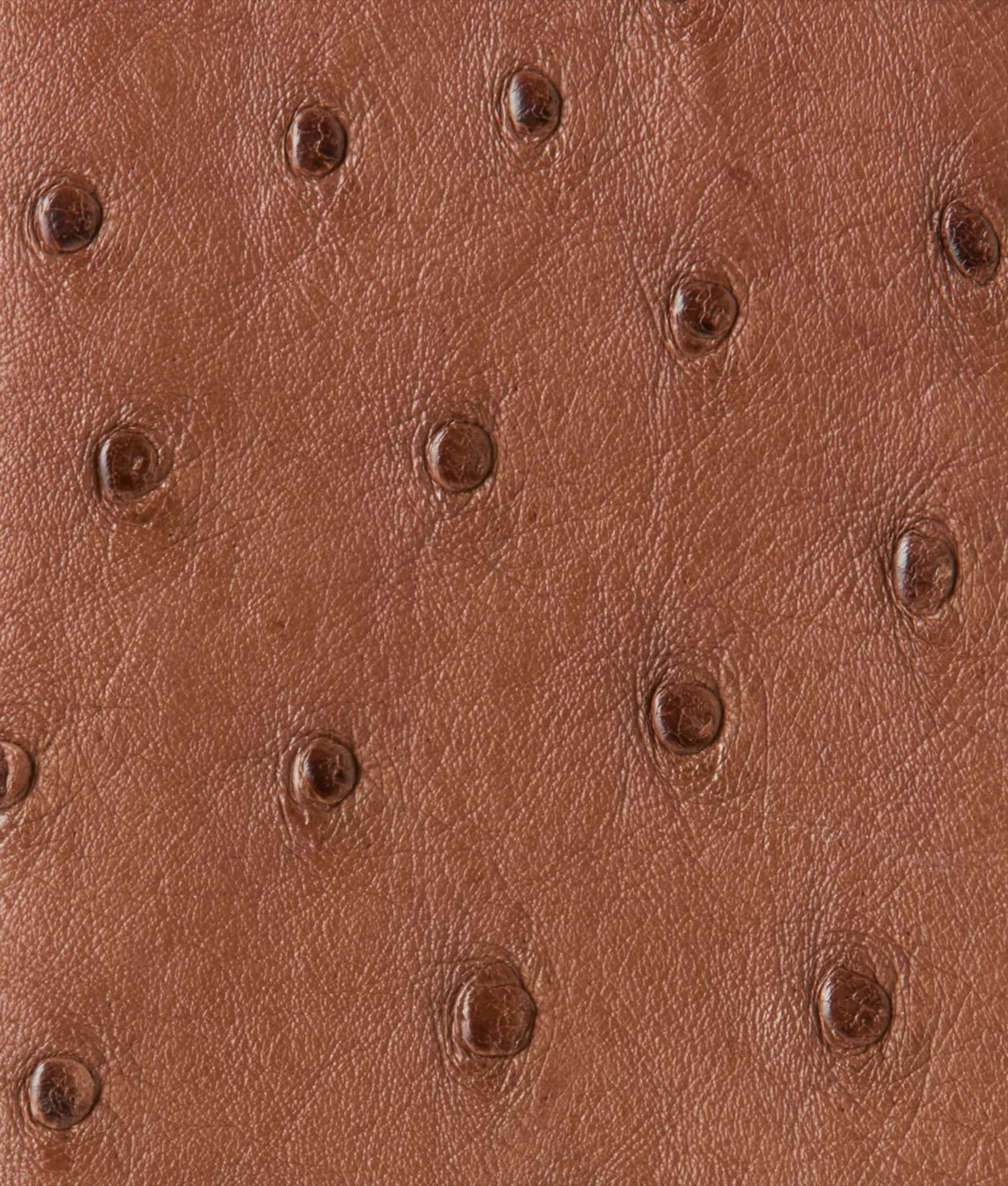 Bifold Wallet – Ostrich :: Sienna