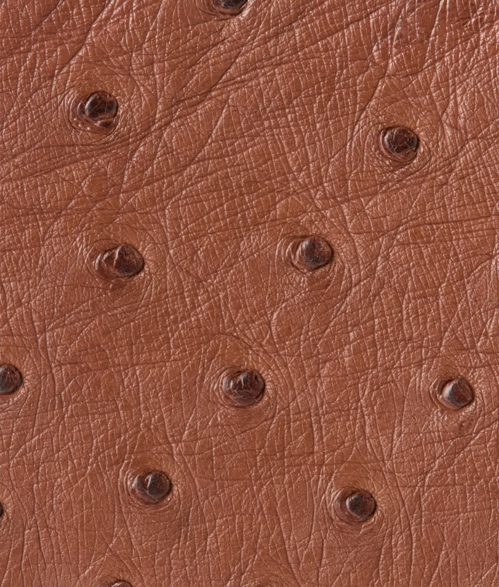 7538-hipster-wallet-ostrich-sienna-4.webp Hipster Wallet – Ostrich :: Sienna