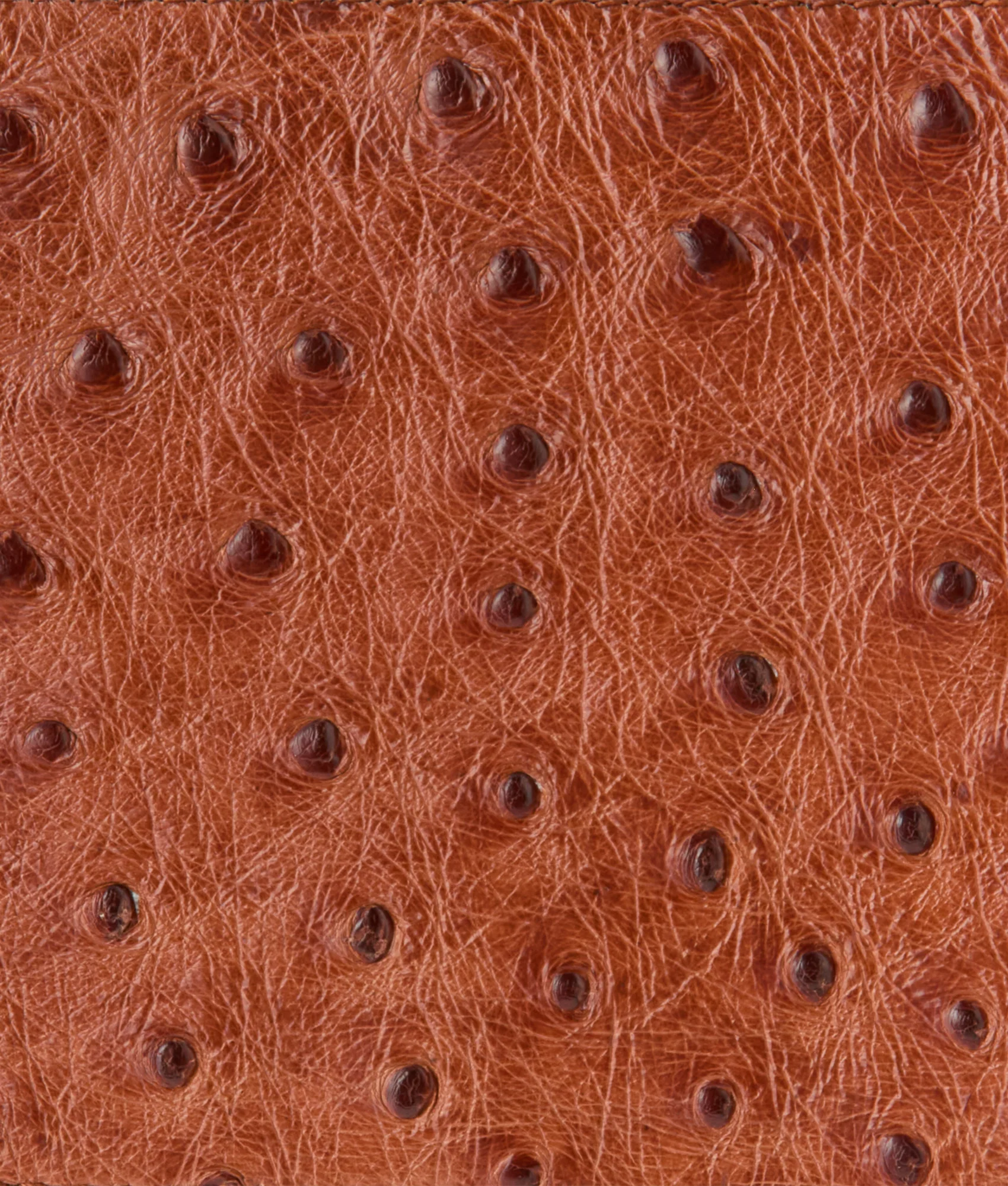 Hipster Wallet – Ostrich :: Cognac