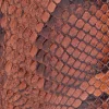 Dale Exotic :: Amber