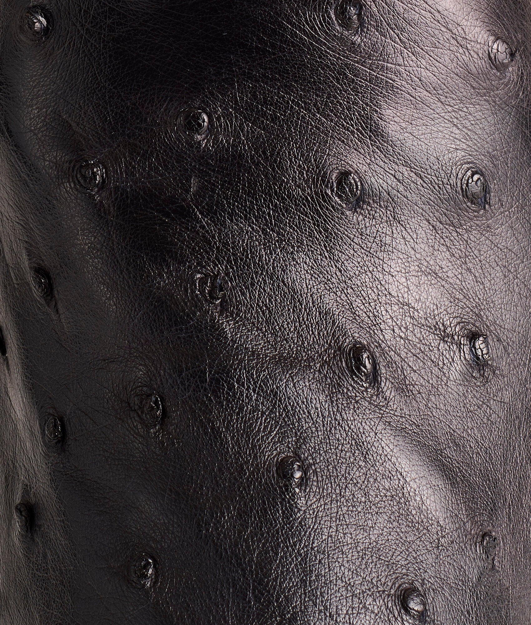 Josephine Horseman :: Antique Black