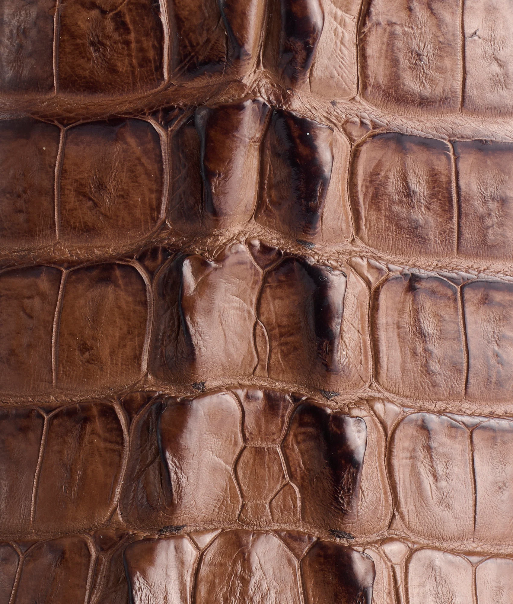 Haan :: Tan + Chocolate